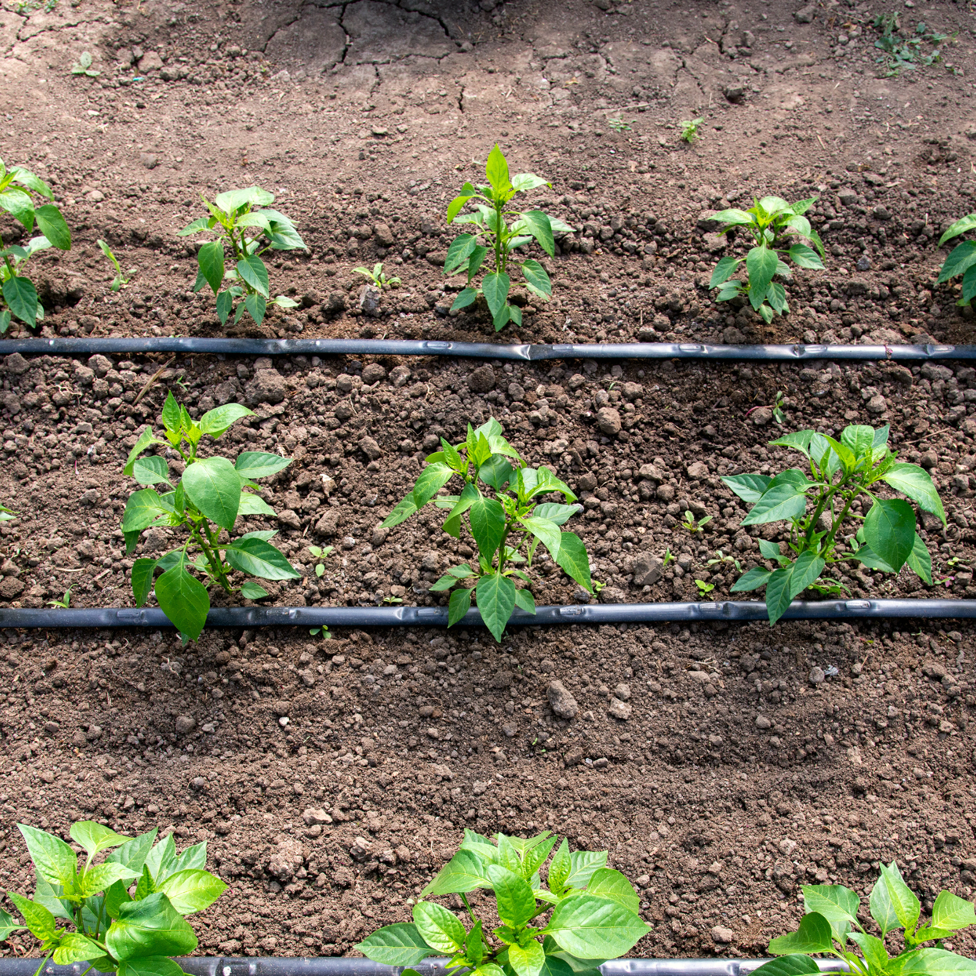 drip irrigation in a garden 