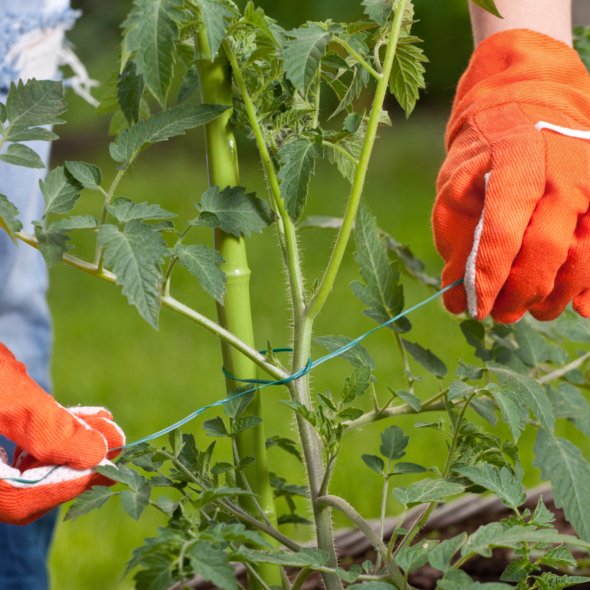 twine being tied on a tomato plant 