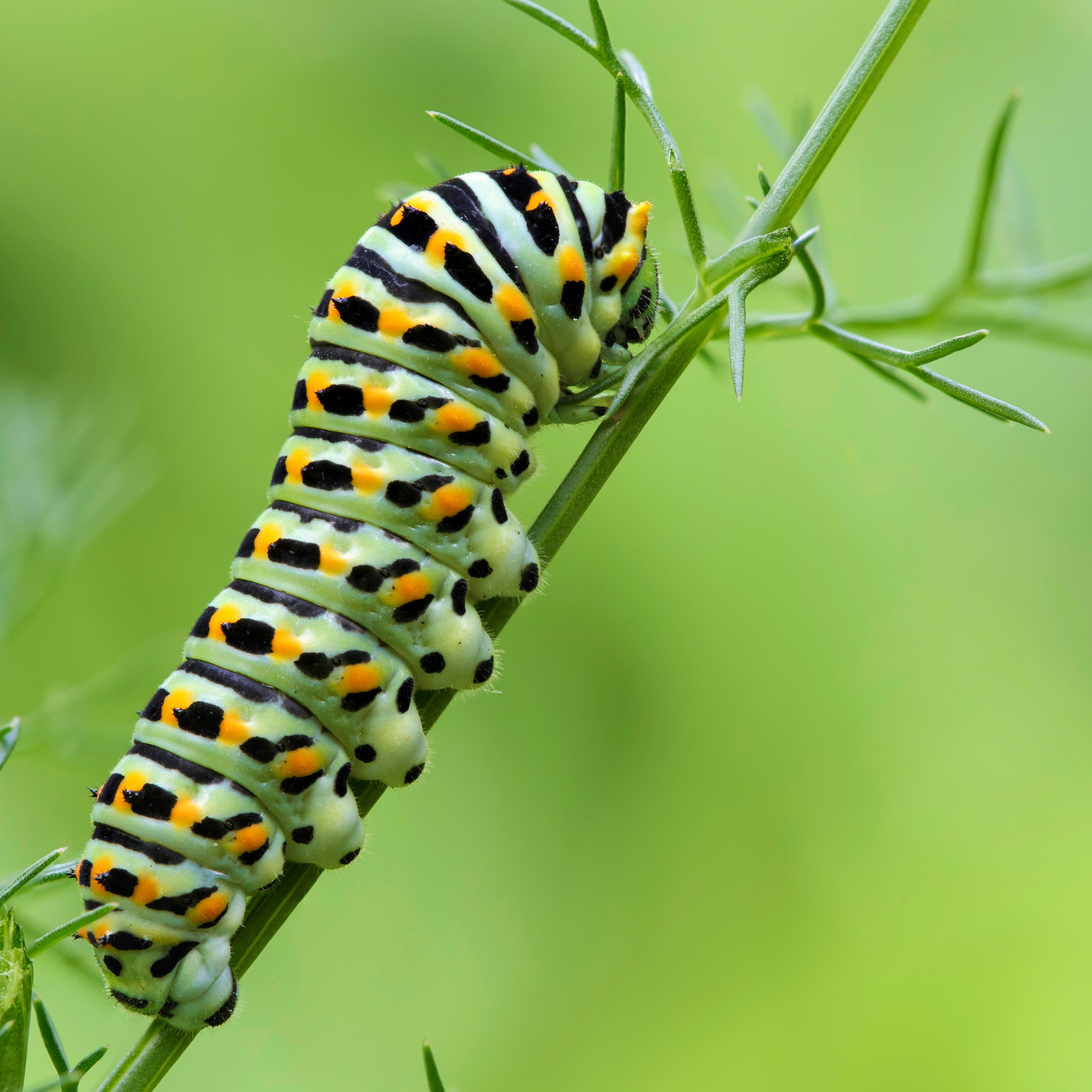caterpillar 