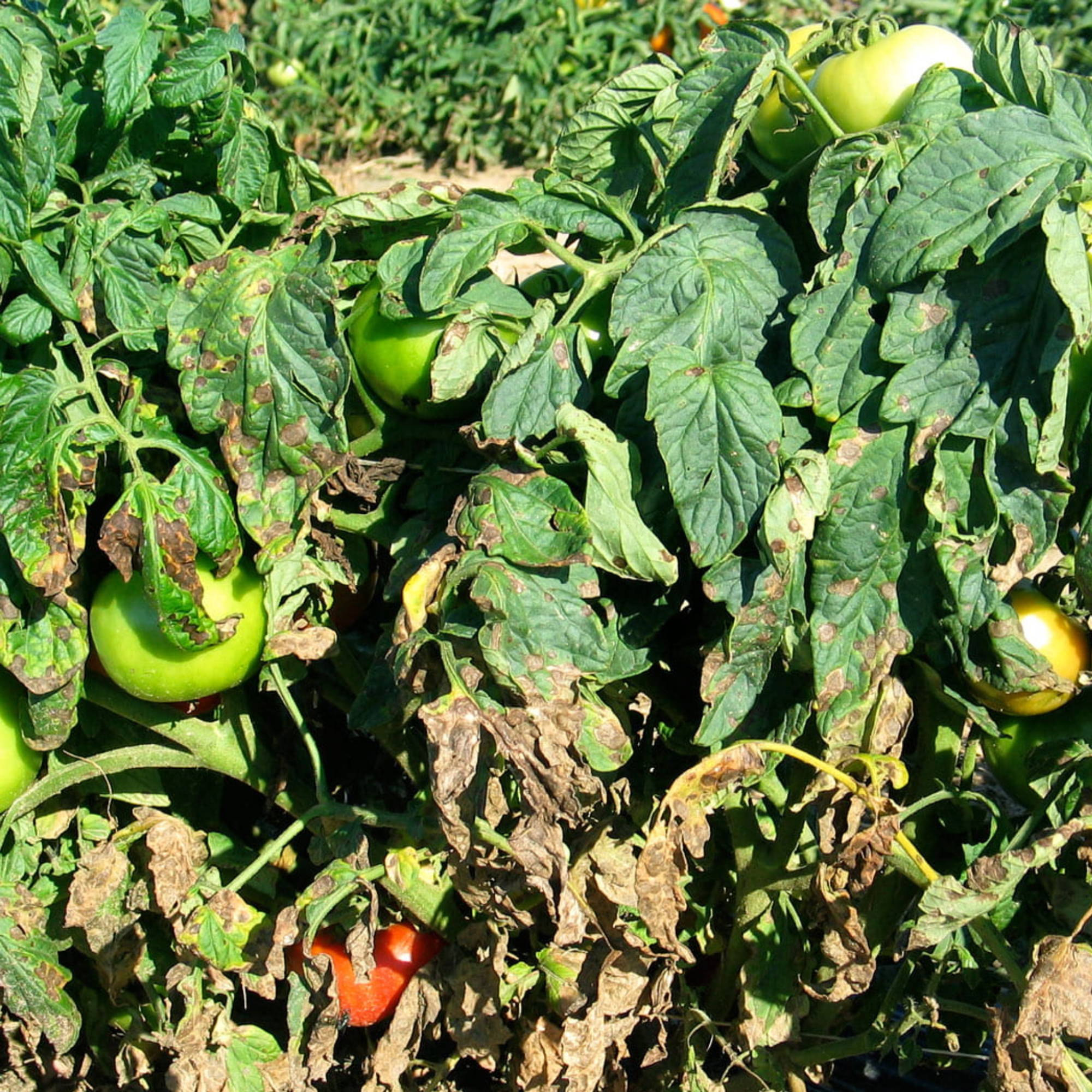 wilting tomato plants 