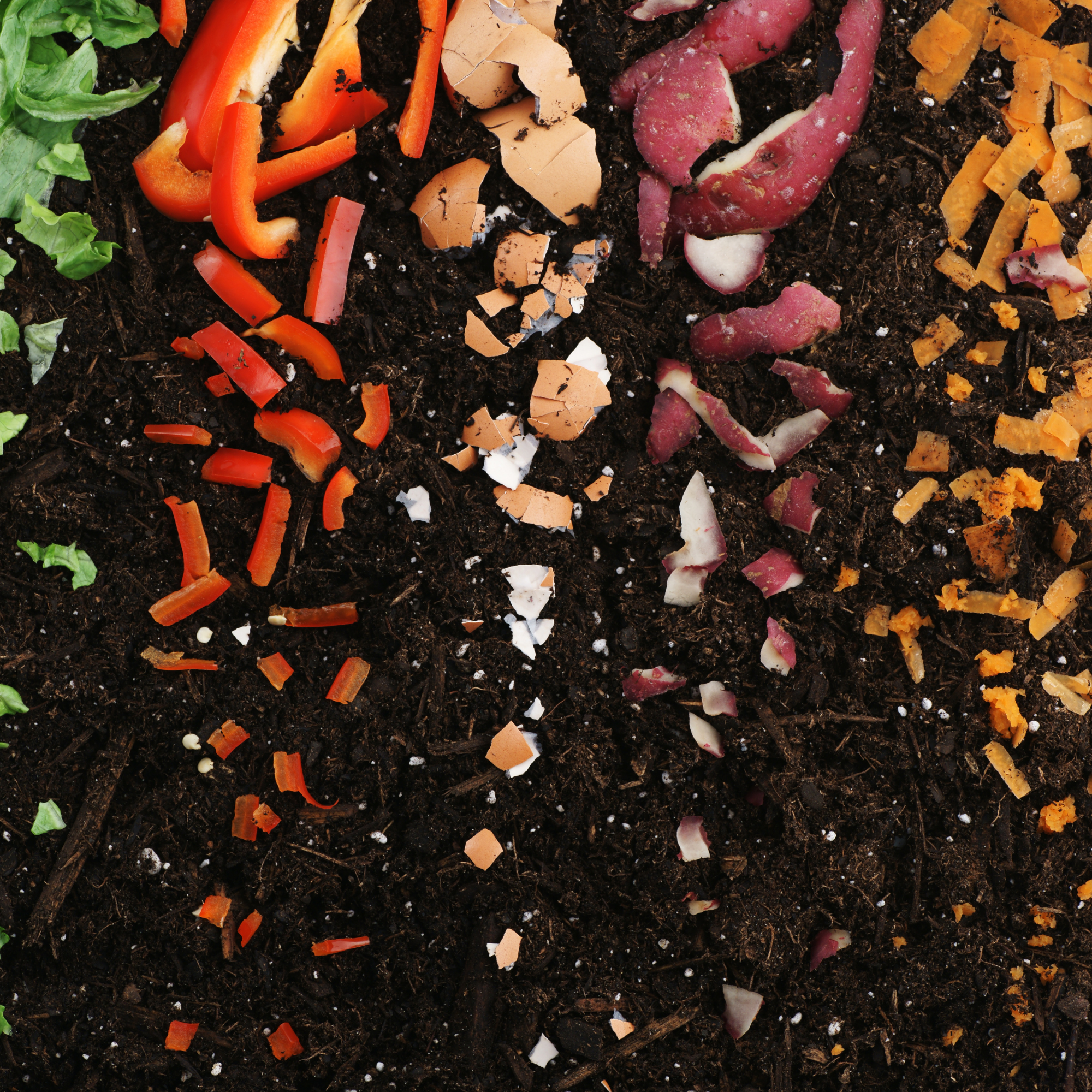 vegetable scraps turning into compost 